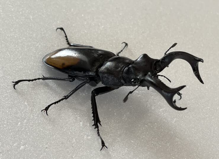 Amazon | 【DDA】パリーフタマタ(セアカフタマタ) 成虫 ペア WD